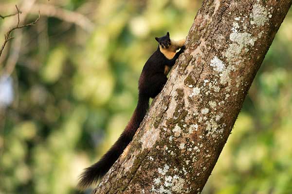 Wiewióra czarna (Ratufa bicolor)