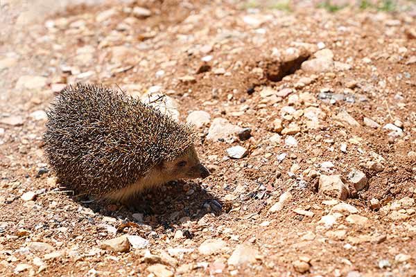 Jeż anatolijski (Erinaceus concolor)