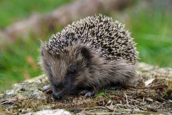 Jeż zachodni (Erinaceus europaeus)