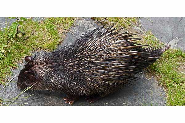 Jeżatka afrykańska (Atherurus africanus)