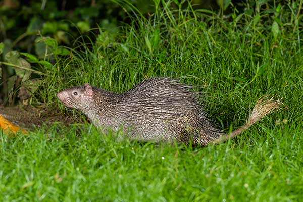 Jeżatka azjatycka (Atherurus macrourus)