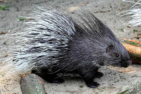 Jeżozwierz afrykański (Hystrix cristata)