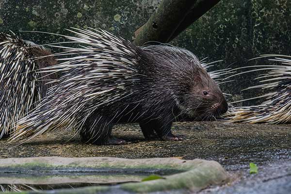 Jeżozwierz malajski (Hystrix brachyura)