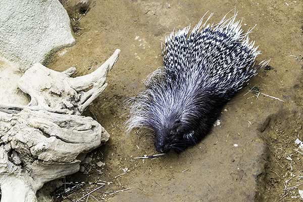 Jeżozwierz południowoafrykański (Hystrix africaeaustralis)