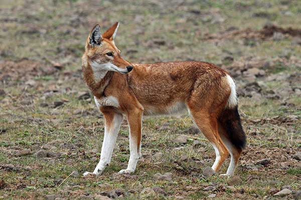 Kaberu etiopski (Canis simensis)