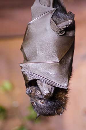 Rudawka malajska (Pteropus vampyrus)