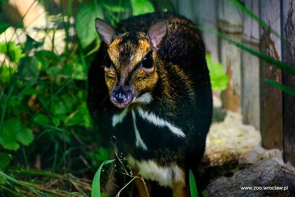 Kanczyl ciemny (Tragulus nigricans)