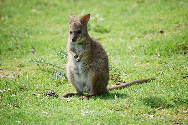 Kangur mały (Macropus parma)