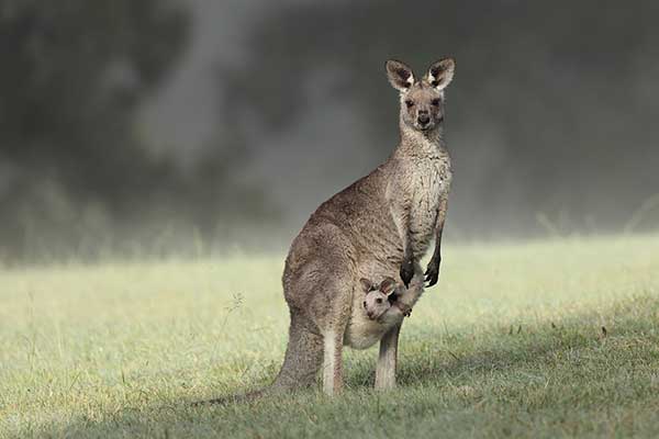 Kangur olbrzymi (Macropus giganteus)