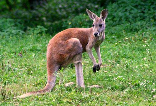 Kangur rudy (Macropus rufus)