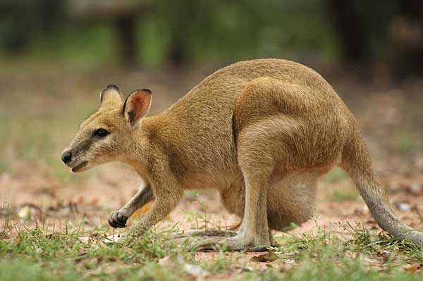 Kangur smukły, walabia smukła (Macropus agilis)