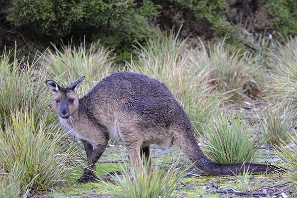 Kangur szary (Macropus fuliginosus)