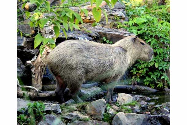 Kapibara wielka (Hydrochoerus hydrochaeris)