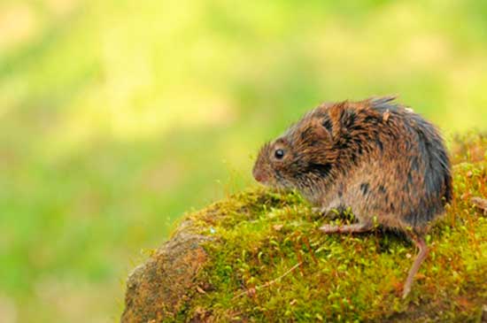 Karczownik ziemnowodny (Arvicola amphibius)