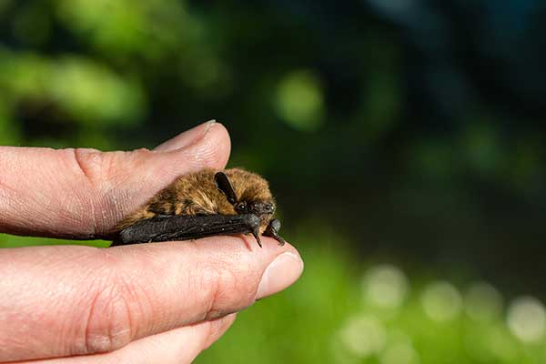 Karlik drobny (Pipistrellus pygmaeus)