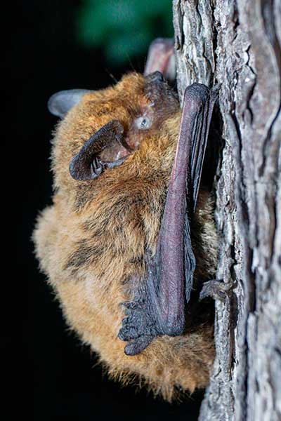 Karlik malutki (Pipistrellus pipistrellus)