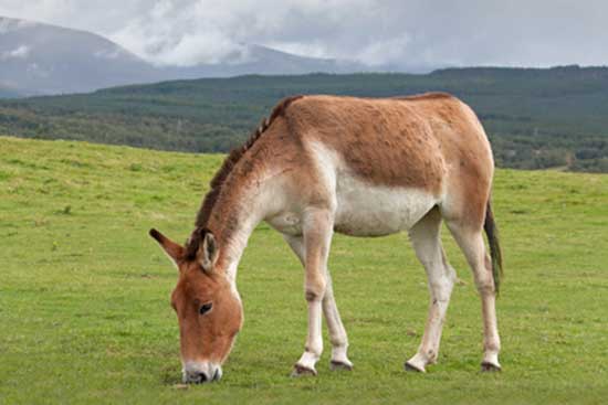 Kiang tybetański (Equus kiang)
