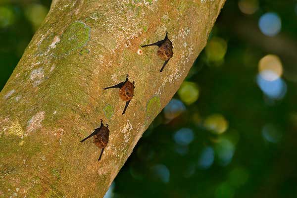 Kieszennik dwupręgi (Saccopteryx bilineata)