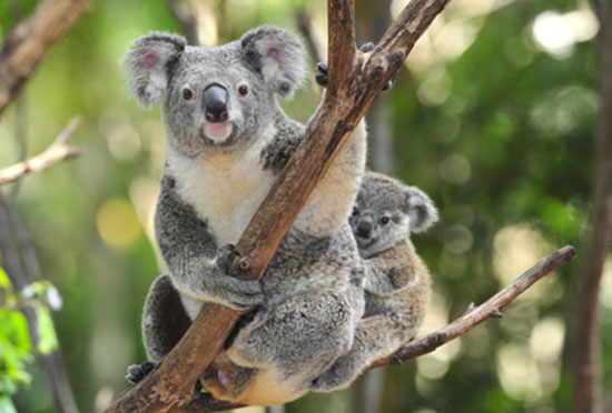 Koala australijski (Phascolarctos cinereus)