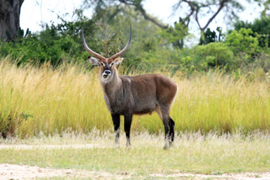 Kob śniady (Kobus ellipsiprymnus)