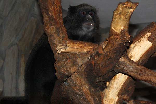 Koczkodan białonosy (Cercopithecus nictitans)