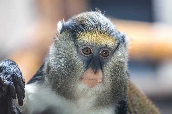 Koczkodan liberyjski (Cercopithecus campbelli)