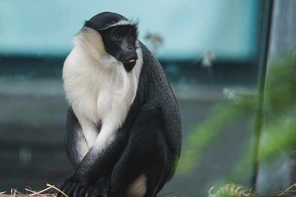 Koczkodan mnisi (Cercopithecus roloway)