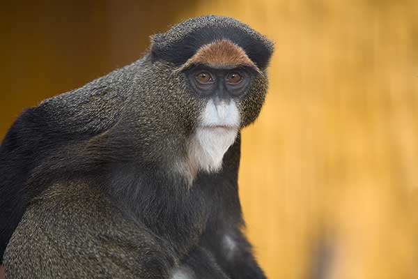 Koczkodan nadobny (Cercopithecus neglectus)