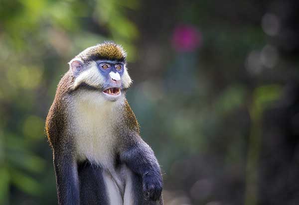 Koczkodan oliwkowy (Cercopithecus petaurista)