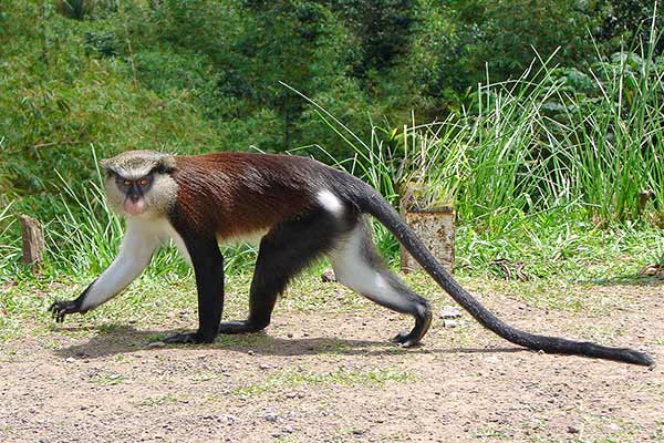 Koczkodan rzeczny (Cercopithecus mona)