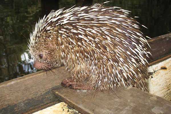 Koendu dwubarwny (Coendou bicolor)