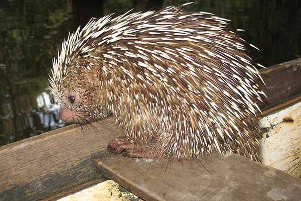 Koendu dwubarwny (Coendou bicolor)