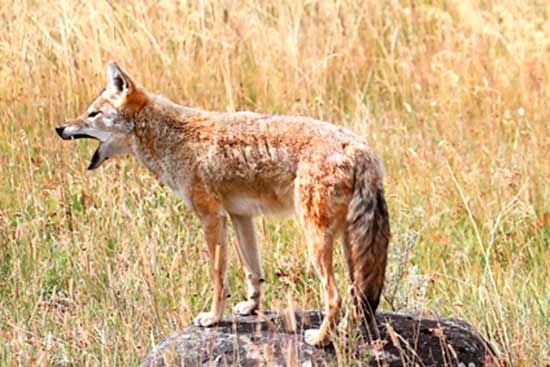 Kojot preriowy (Canis latrans)