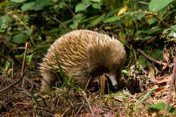 Kolczatka australijska (Tachyglossus aculeatus)