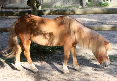 Koń domowy (Equus caballus), kuc szetlandzki