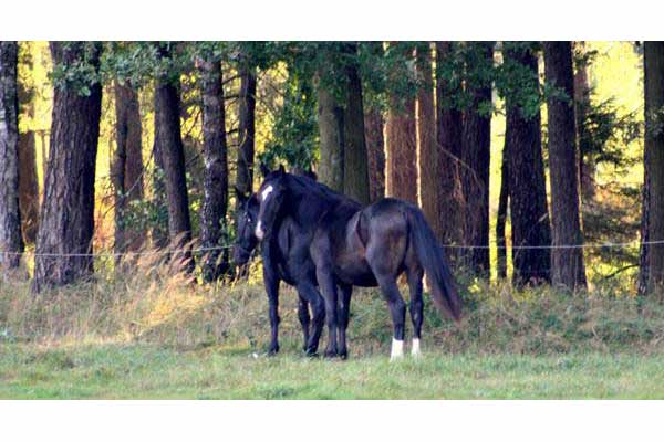 Koń zwyczajny (Equus caballus)