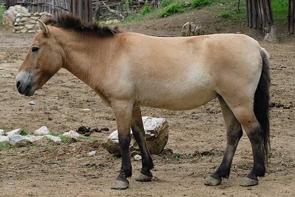 Koń Przewalskiego (Equus przewalskii)