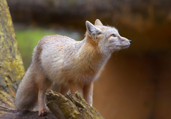 Lis stepowy (Vulpes corsac)