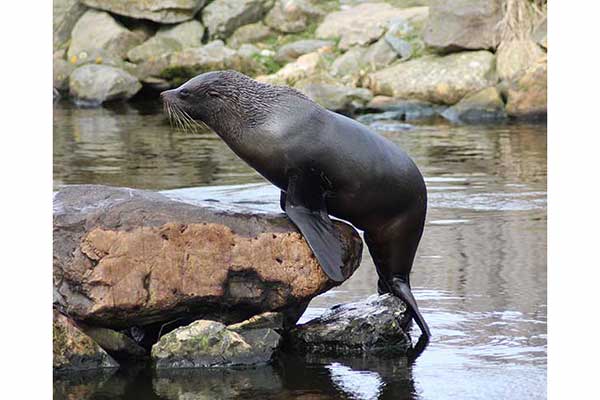 Kotik południowy (Arctocephalus australis)