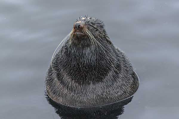 Koticzak niedźwiedziowaty (Callorhinus ursinus)