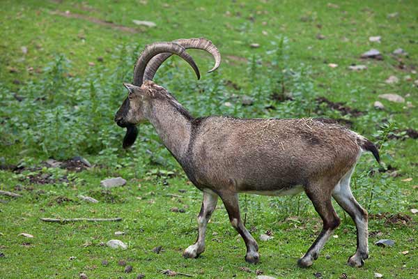 Koza bezoarowa (Capra aegagrus)