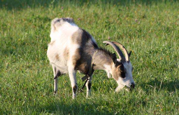 Koza domowa (Capra hircus)