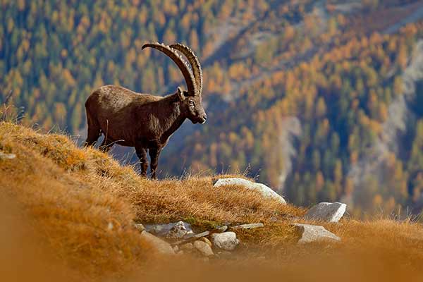 Koziorożec alpejski (Capra ibex)