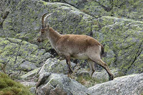 Koziorożec pirenejski (Capra pyrenaica)