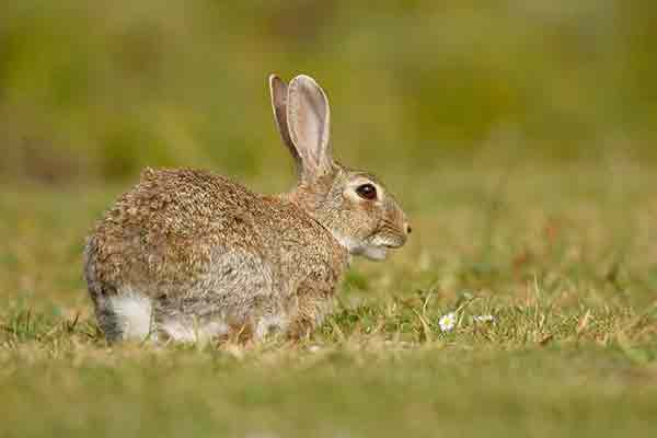 Królik europejski (Oryctolagus cuniculus)