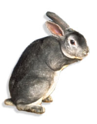 Królik dziki (Oryctolagus cuniculus)