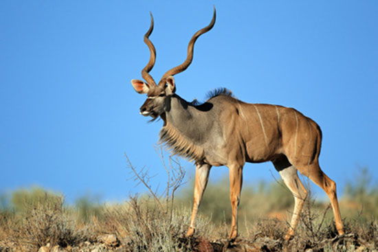Kudu wielkie (Tragelaphus strepsiceros)