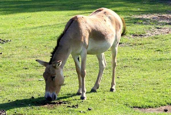 Kułan azjatycki (Equus hemionus)