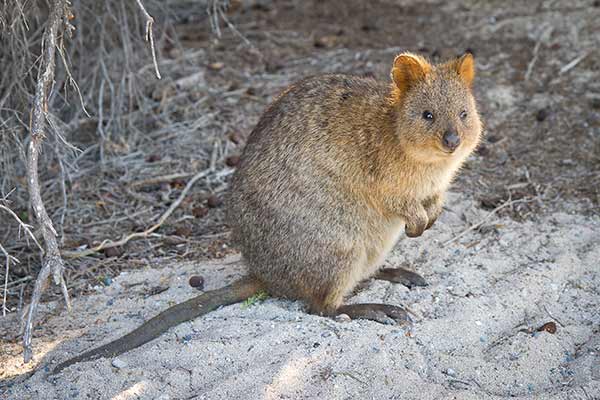 Kuoka krótkoogonowa (Setonix brachyurus)