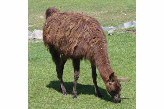 Lama andyjska (Lama glama)